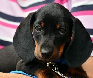 How Long will my Dog Live with Congestive Heart Failure (Realistic Guide)