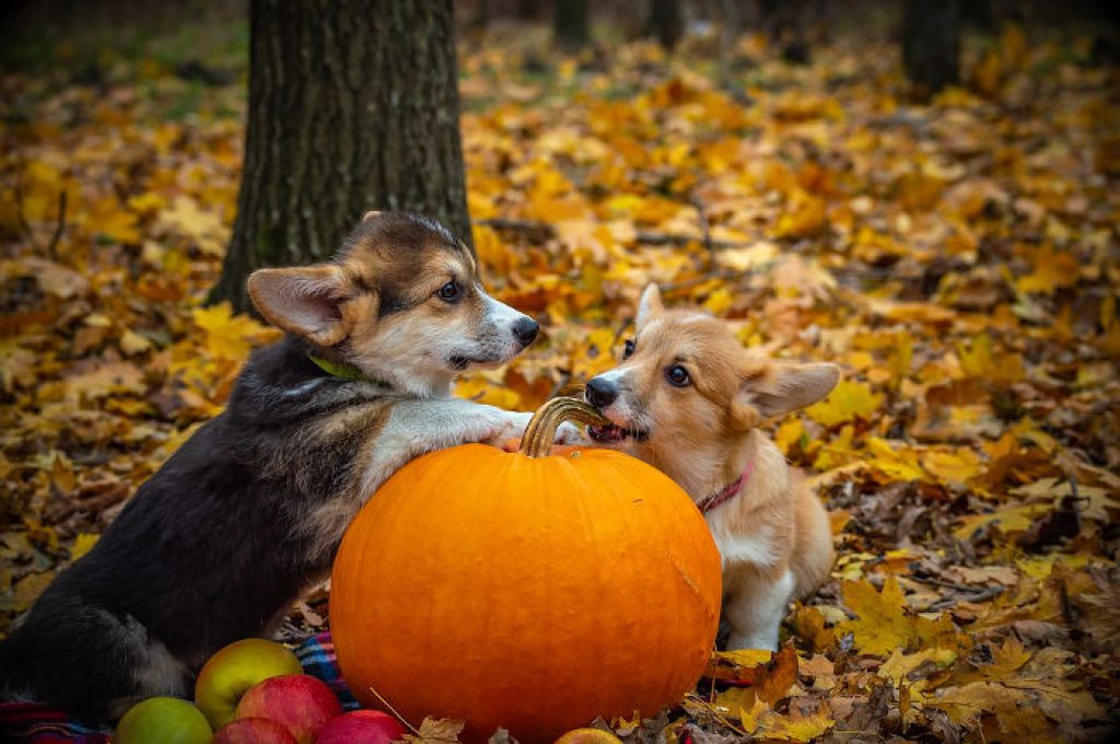 too much pumpkin for dogs